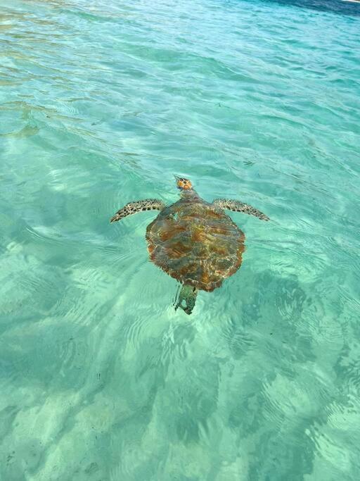 Sailfish Villa Luxury Beachfront Estate Magens Bay Cruz Bay エクステリア 写真